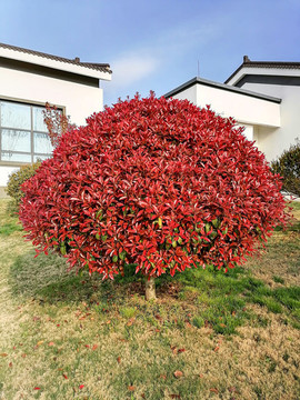 紅葉石楠