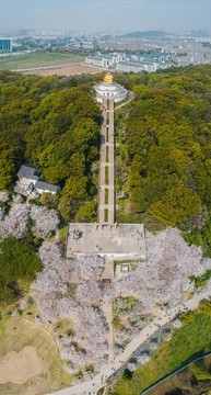 蘇州上方山森林公園金光大佛航拍
