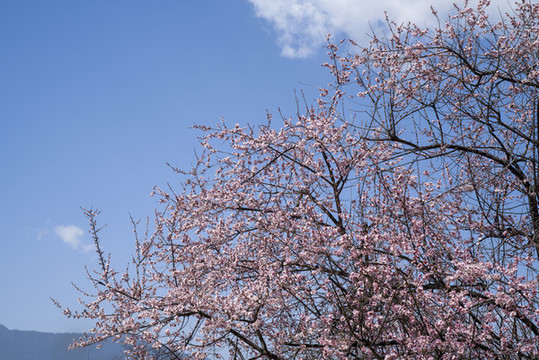 桃花背景圖