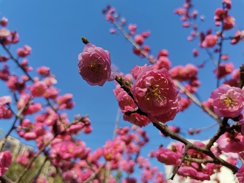 紅梅