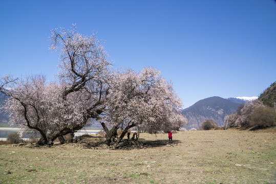 林芝桃花