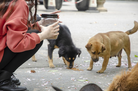 給狗狗喂食