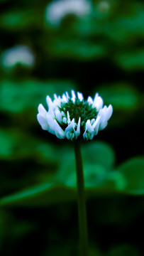 白花三葉草