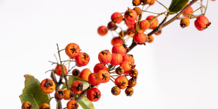 火棘紅果沙刺