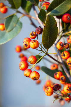 火棘紅果沙刺