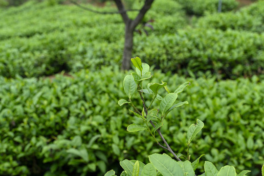茶葉特寫