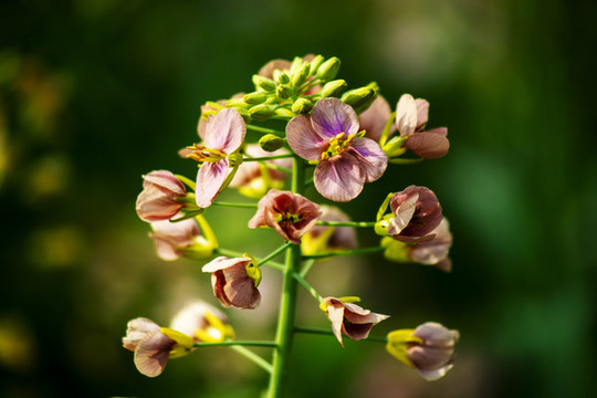 多彩油菜花