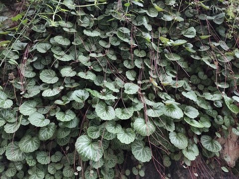 虎耳草綠葉背景