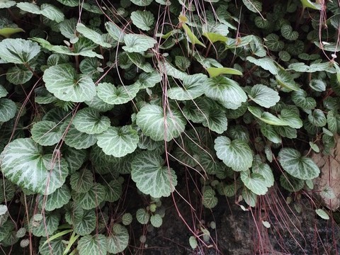 虎耳草
