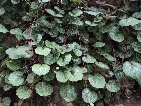 虎耳草中草藥
