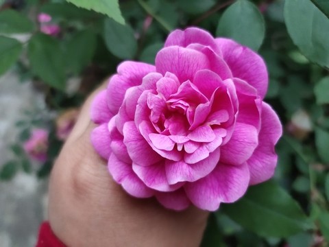 月季花