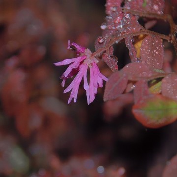 石楠花花朵花卉漂亮