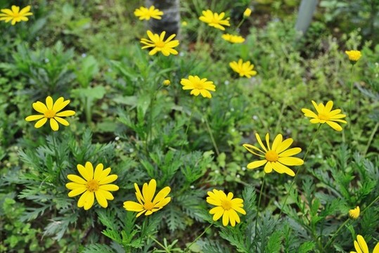 黃金菊