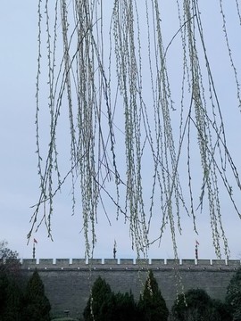 柳條