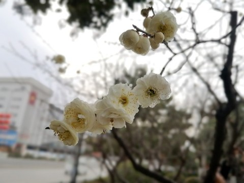 綠萼梅
