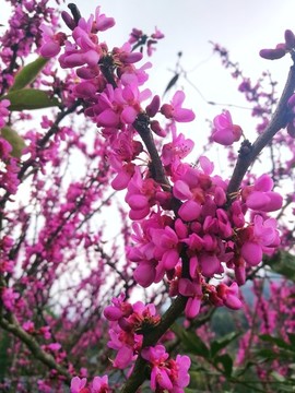 紫荊花