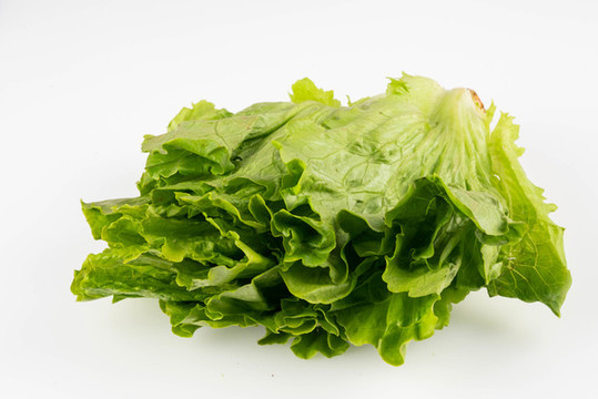 生菜