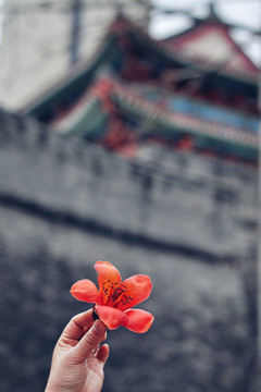 木棉花