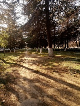 陽光松樹林