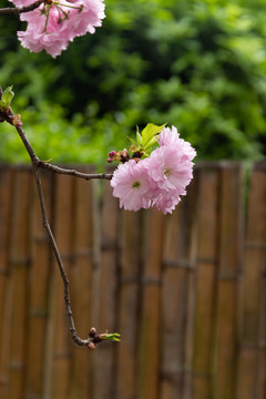 粉色櫻花