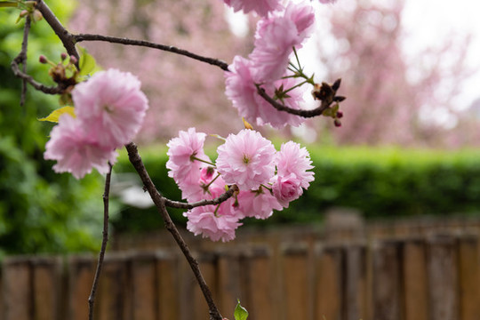 粉色櫻花