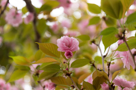 櫻花