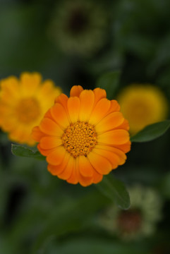 金盞花