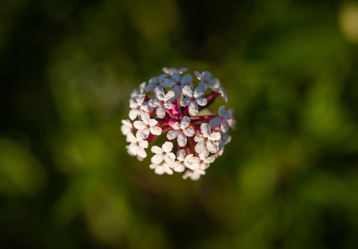 狼毒花