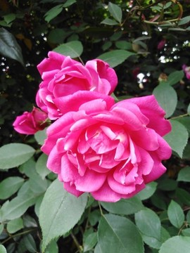 月季花