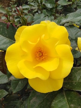 月季花