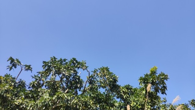 柚子樹枝
