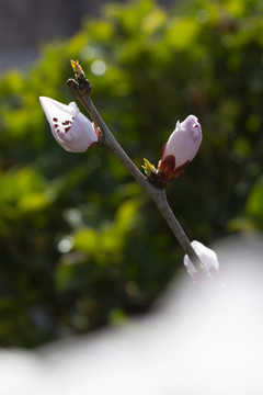 春天鮮花盛開的季節(jié)桃花圖