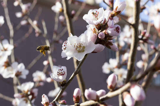春天鮮花盛開(kāi)的季節(jié)桃花圖