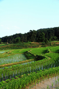梯田