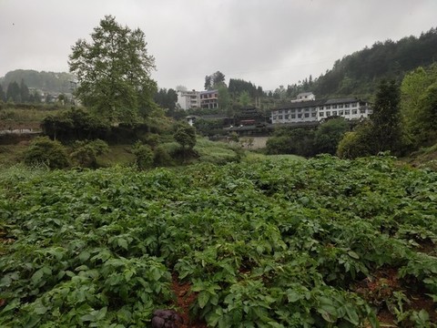 土豆種植基地