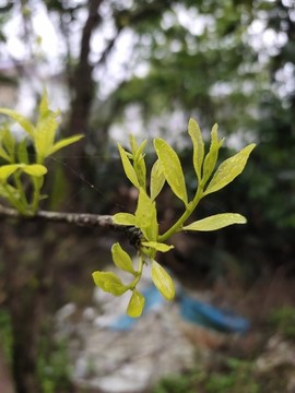 棗樹春芽