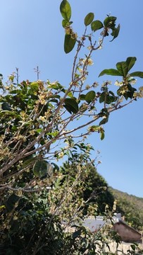 桂花枝