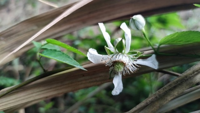 掌葉復(fù)盆子