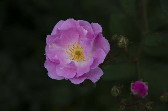 唯美薔薇花
