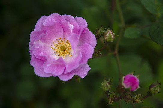 唯美薔薇花