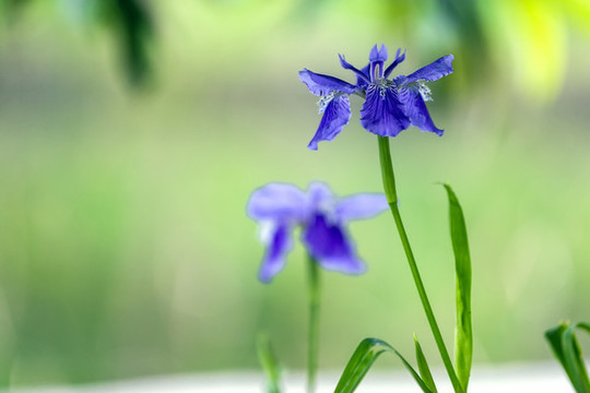 美麗的藍(lán)色鳶尾花