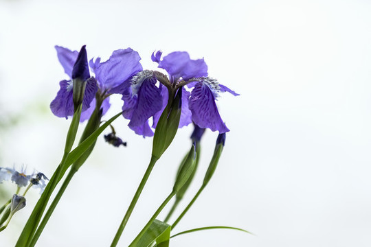 高調(diào)藍(lán)色鳶尾花圖片