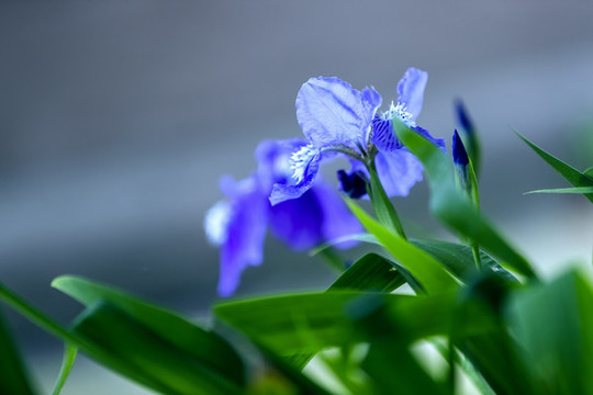 藍(lán)色鳶尾花攝影圖