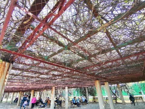 花架