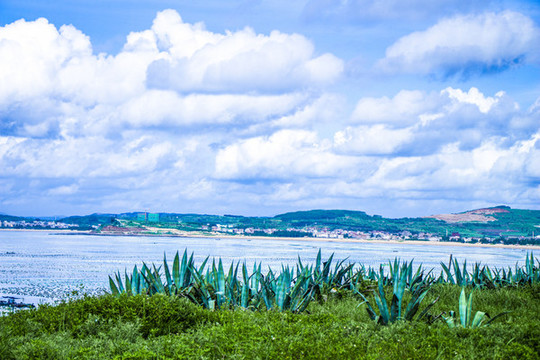 藍(lán)天白云海邊草地