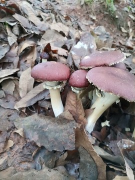 赤松茸