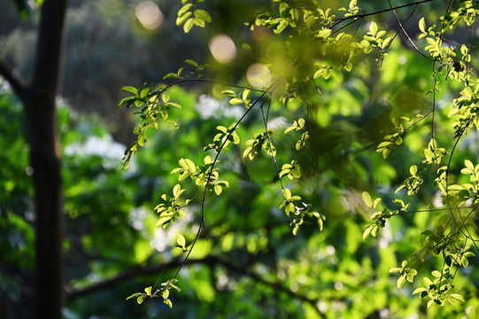 山野
