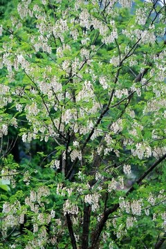 洋槐樹開花