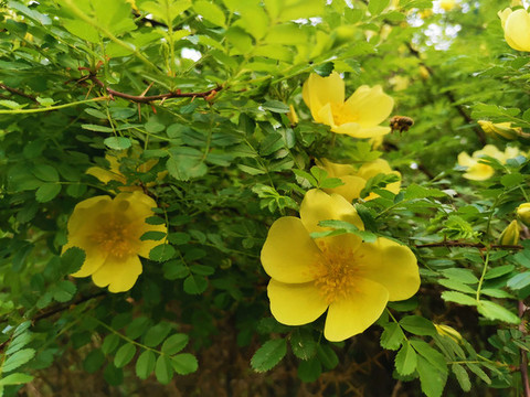 黃薔薇