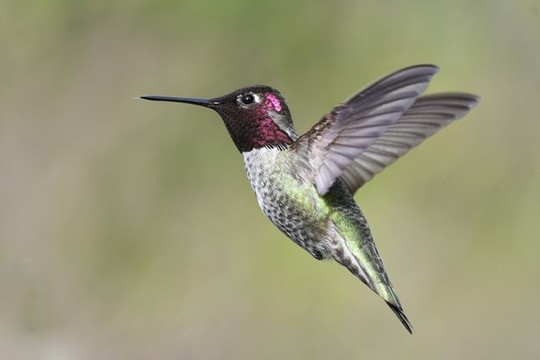 蜂鳥